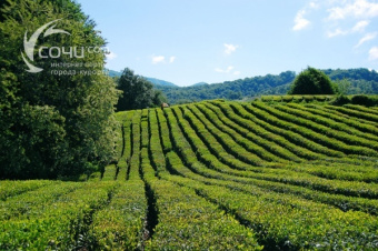 Мацестинские чайные плантации - достопримечательность Сочи