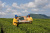 Мацестинские чайные плантации - достопримечательность Сочи