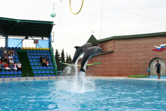 Дельфинарий в Адлере - достопримечательность Сочи