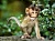 "Город мудрых обезьян: обезьяний питомник в адлере" - Экскурсия в Сочи