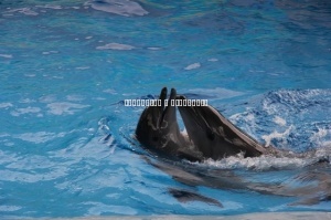 "Дельфинарий в Курортном городке" - Экскурсия в Сочи
