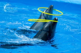 Большой Сочинский Дельфинарий (парк "Ривьера") - достопримечательность Сочи